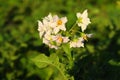 lilac potato flowers bloom on a potato bush in the garden at the vegetable farm Royalty Free Stock Photo