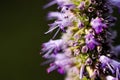 Lilac Prairie blazing star flowers as well called Liatris pycnostachya in macro closeup. Beautiful forest wild blooms. Royalty Free Stock Photo