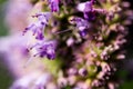 Lilac Prairie blazing star flowers as well called Liatris pycnostachya in macro closeup. Beautiful forest wild blooms. Royalty Free Stock Photo