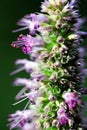 Lilac Prairie blazing star flowers as well called Liatris pycnostachya in macro closeup. Beautiful forest wild blooms. Royalty Free Stock Photo