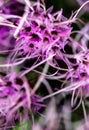 Lilac Prairie blazing star flowers as well called Liatris pycnostachya in macro closeup. Beautiful forest wild blooms. Royalty Free Stock Photo