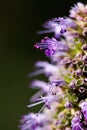 Lilac Prairie blazing star flowers as well called Liatris pycnostachya in macro closeup. Beautiful forest wild blooms. Royalty Free Stock Photo