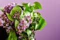 Lilac flower bouquet on purple background Royalty Free Stock Photo