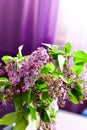 Lilac flower bouquet on purple background Royalty Free Stock Photo