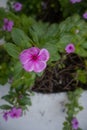 Lilac and purple Colos flower, five petals, with its