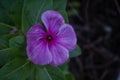 Lilac and purple Colos flower, five petals, with