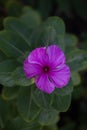 Lilac and purple Colos flower, five petals, with