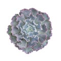 Lilac Purple Echeveria Shaviana,succulent plant white background