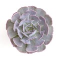 Lilac Purple Echeveria Succulent Plant