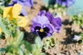 Lilac purple flower pansies blooms in the spring in the garden on a Sunny clear day Royalty Free Stock Photo