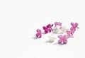 Lilac purple flowers itenderness solated white background women`