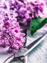 Lilac. Purple Lilac. Bouquet of purple lilacs. Bouquet of purple lilac and antique scissors. Toned Photo