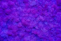 Lilac or PURPLE MOSS, VIOLET color TEXTURE, ABSTRACT BACKGROUND Royalty Free Stock Photo