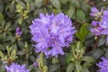 Lilac purple rhododendron large round ball flower inflorescence. Blooming rhododendron beautiful petals buds leaves