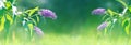 Lilac and purple summer flowers on a background of green foliage and grass in a fairy garden. Macro artistic background. Banner fo