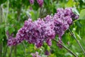 lilac after rain, blooming terry lilac