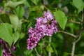 lilac after rain, blooming terry lilac