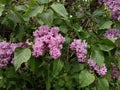 Lilac after the rain. Lilac flowers, green leaves with raindrops.