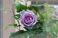 Lilac rose blossoms - Garden flowers blooming in the summer, fading frame design