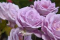 Lilac Rose Blossom with Water Drops on the Petals - Macro Shot