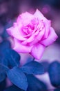 Lilac rose on a blue background.