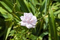Lilac rose bush. beautiful fresh roses in nature. pink tea roses bush in garden Royalty Free Stock Photo