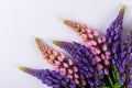 Lilac and rose Lupine flower on a white background. Royalty Free Stock Photo