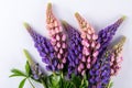 Lilac and rose Lupine flower on a white background. Summer flower Royalty Free Stock Photo
