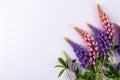 Lilac and rose Lupine flower on a white background. Summer flower Royalty Free Stock Photo