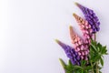 Lilac and rose Lupine flower on a white background. Summer flower Royalty Free Stock Photo