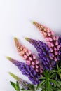 Lilac and rose Lupine flower on a white background. Royalty Free Stock Photo