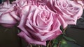 Lilac roses as a gift Royalty Free Stock Photo