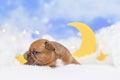 Lilac Rred fawn French Bulldog puppy between fluffy clouds with moon and stars Royalty Free Stock Photo