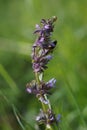 Lilac sage or whorled clary (Salvia verticillata)