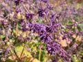 Lilac sage or whorled clary (Salvia verticillata) flowering with tiny lavender flowers in whorls in the garden Royalty Free Stock Photo