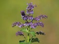 Lilac sage or whorled clary, Salvia verticillata