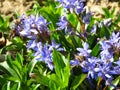 Lilac Scilla bithynica spring flowers. Strikingly-dense, pyramidal racemes of starry mid-blue to lilac flowers.