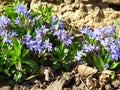 Lilac Scilla bithynica spring flowers. Strikingly-dense, pyramidal racemes of starry mid-blue to lilac flowers.