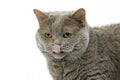 Lilac Self British Shorthair Domestic Cat, Female Licking its Nose, against White Background