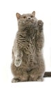 Lilac Self British Shorthair Domestic Cat, Female Playing, Standing on Hind Legs against White Background Royalty Free Stock Photo