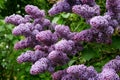 Lilac shrub in full bloom.