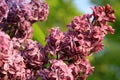 Lilac shrub in full bloom.