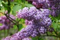 Lilac shrub in full bloom.