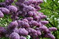 Lilac shrub in full bloom.