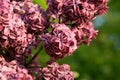 Lilac shrub in full bloom.