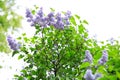 Lilac at spring