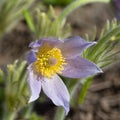 Lilac spring easter flowers Pulsatilla patens in the garden Royalty Free Stock Photo