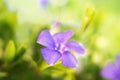 Lilac spring flower