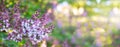 Lilac spring flowers bunch. Beautiful blooming violet lilac flower in a garden, closeup. Spring blossom