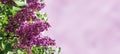 Lilac spring flowers bunch violet art design background.